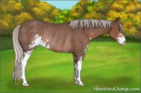 Horse Color:Silver Black Sabino Rabicano 