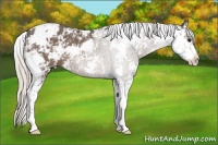 Horse Color:Silver Black Sabino