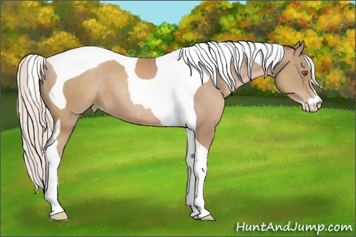 Horse Color: Silver Black Pearl Sabino Tobiano 