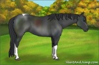 Horse Color:Black Tobiano 