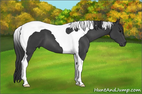 Horse Color: Black Sabino Tobiano 