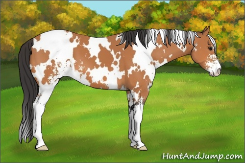 Horse Color: White Spotted Bay Sabino 