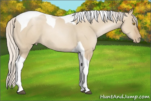 Horse Color: Silver Grullo Pearl Tobiano 