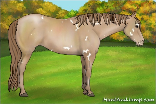 Horse Color: White Spotted Black Pearl Sabino 