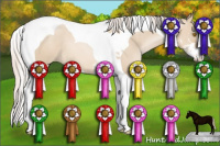 Horse Color:Silver Grullo Pearl Sabino Tobiano 