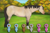Horse Color:Bay Dun 