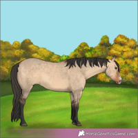 Horse Color:Bay Dun Sabino 