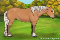 Horse Color:Silver Bay Sabino 