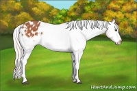Horse Color:Silver Bay Tobiano Appaloosa 