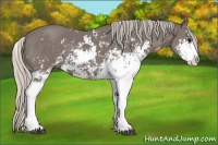Horse Color:Silver Black Sabino 