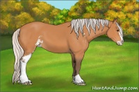 Horse Color:Silver Bay Sabino 