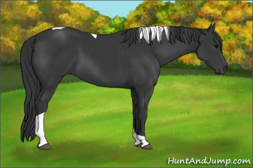 Horse Color: Black Tobiano 