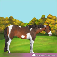 Horse Color:Bay Tobiano Frame 