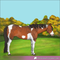 Horse Color:Bay Tobiano Frame 