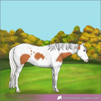 Horse Color:Silver Bay Splash Tobiano 