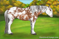 Horse Color:Bay Sabino 