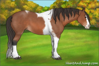 Horse Color:Bay Roan Splash Tobiano 