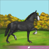 Horse Color:Black Sabino 
