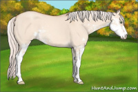 Horse Color:Silver Amber Champagne Dun Sabino 