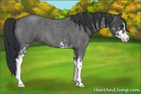 Horse Color:Blue Roan Sabino 
