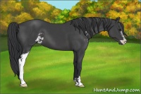 Horse Color:Black Sabino 