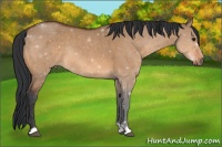 Horse Color:Bay Dun Rabicano 