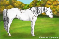 Horse Color:Grullo Sabino 