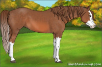 Horse Color:Liver Chestnut Splash 