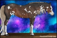 Horse Color:White Spotted Liver Chestnut Splash 