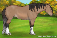 Horse Color:Bay Dun