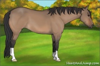 Horse Color:Bay Dun