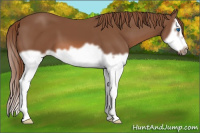 Horse Color:Liver Chestnut Splash Frame 