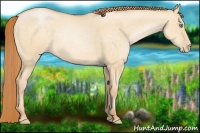 Horse Color:Buckskin Pearl Dun 