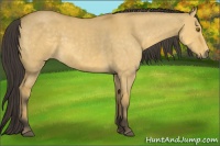 Horse Color:Buckskin Dun Rabicano 
