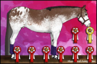 Horse Color:White Spotted Bay Appaloosa