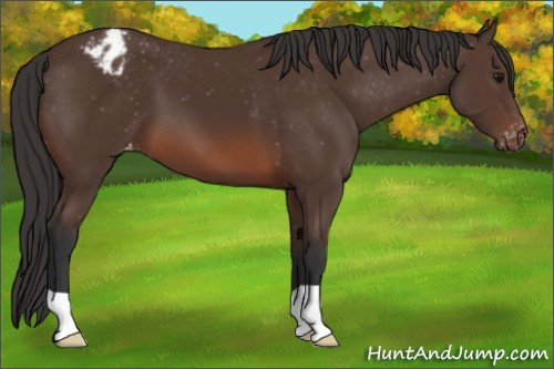 Horse Color: Bay Blanket 