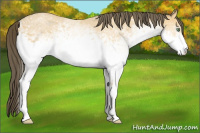 Horse Color:White Spotted Amber Cream Champagne 