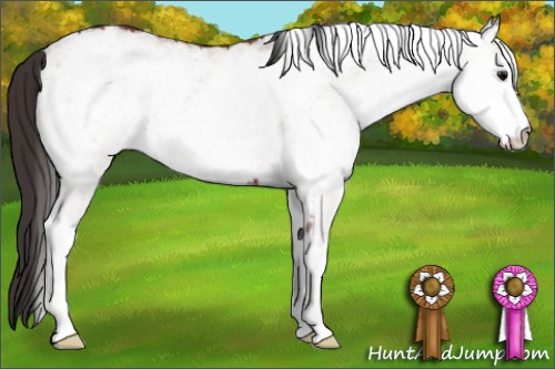 Horse Color: White Spotted Bay Varnish 