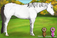 Horse Color:White Spotted Bay Appaloosa