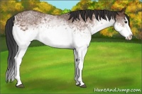 Horse Color:White Spotted Bay Roan Splash 