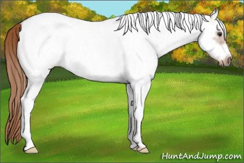 Horse Color: White Spotted Red Roan Frame 