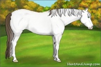 Horse Color:White Spotted Amber Cream Champagne 