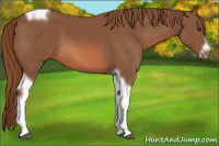 Horse Color:Liver Chestnut Tobiano Frame 