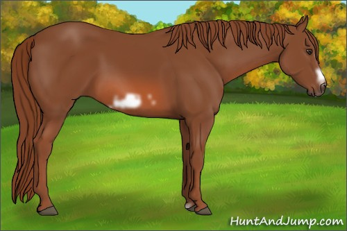 Horse Color: Liver Chestnut Frame 