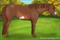 Horse Color:Liver Chestnut Frame