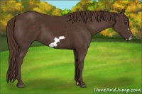 Horse Color:Liver Chestnut Frame 