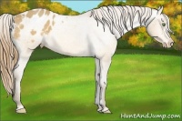 Horse Color:Amber Cream Champagne Appaloosa 