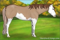 Horse Color:Red Dun Sabino Splash