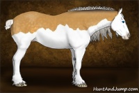 Horse Color:Silver Buckskin Splash 