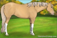 Horse Color:Gold Cream Champagne 